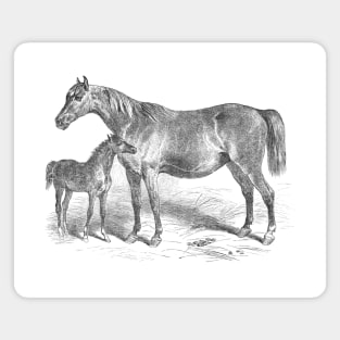 Mare and Foal Vintage Horse Illustration Magnet